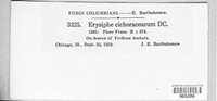 Golovinomyces cichoracearum image